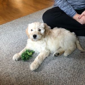 Meet your Posher, Amber